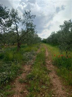 immobile terreno all'asta in SP 234 Corato (BA) - 1
