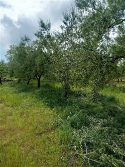 immobile terreno all'asta in SP 234 Corato (BA) - 2