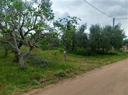 immobile terreno all'asta in SP 234 Corato (BA) - 4