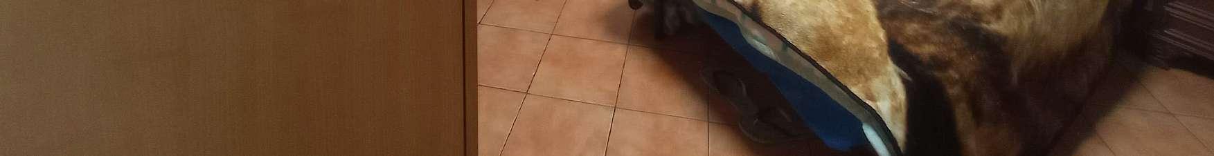 immobile appartamento all'asta in Via portichetto 12 - 20033 Desio (MB) - 5