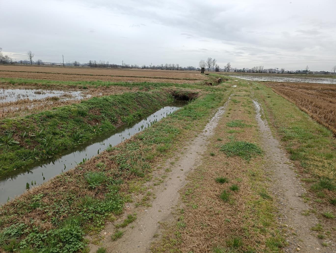 immobile terreno all'asta in Accesso da strada agricola snc - 27020 Parona (PV) - 4