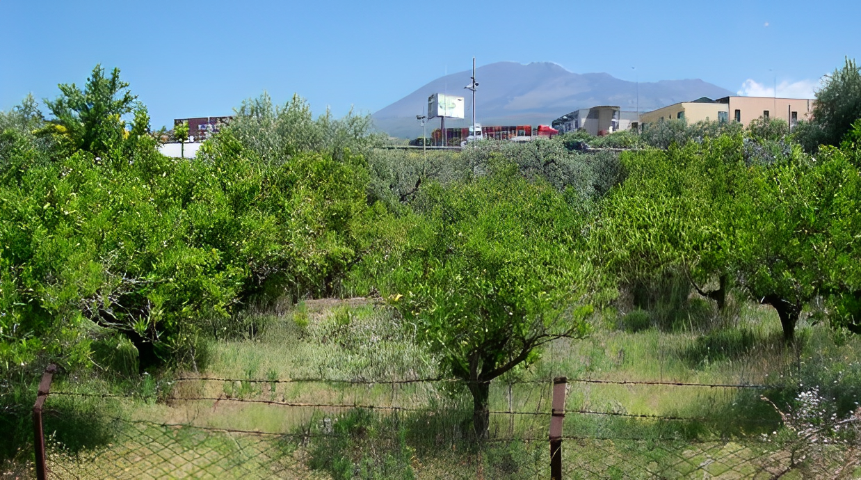 immobile TERRENO IN ASTA, SANTA MARIA DI LICODIA (CT) - 1