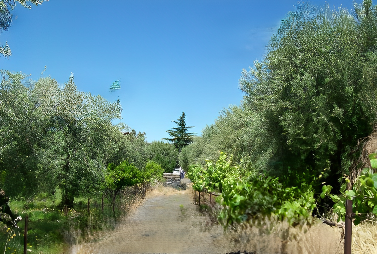 immobile TERRENO IN ASTA, SANTA MARIA DI LICODIA (CT) - 5
