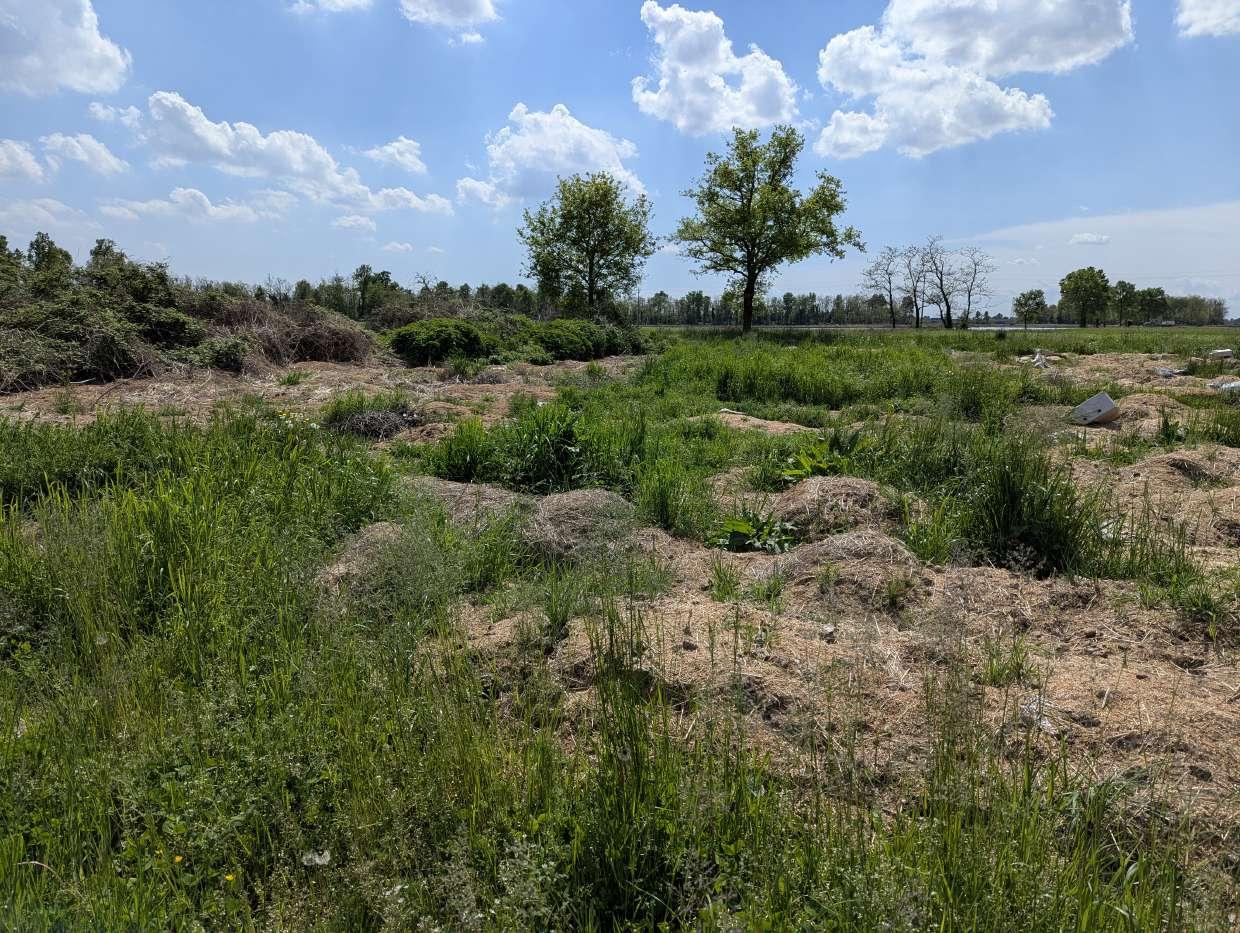 immobile Cascina rurale con scuderie e terreno all'asta a Momo - 4