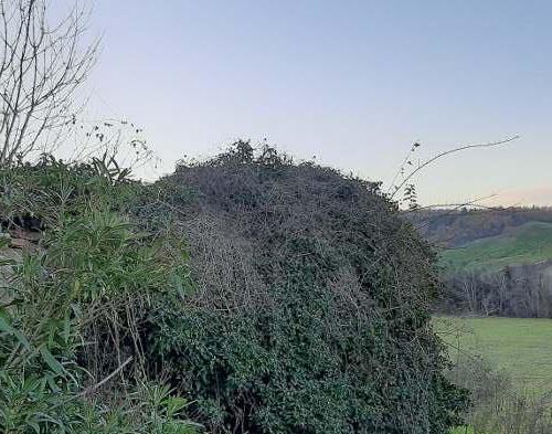 immobile Cascina da ristrutturare con corte comune all'asta a Cessapalombo - 5