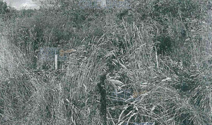 immobile TERRENO AGRICOLO CONDOTTO A VIGNETO ALL'ASTA IN LOCALITA' PRESCIANO, LANUVIO (RM) - 3