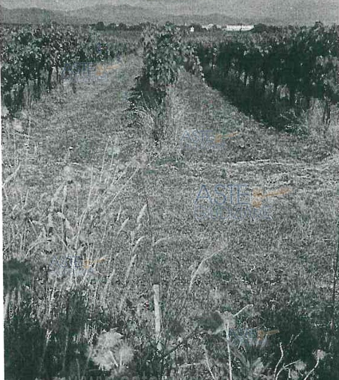 immobile TERRENO AGRICOLO CONDOTTO A VIGNETO ALL'ASTA IN LOCALITA' PRESCIANO, LANUVIO (RM) - 4