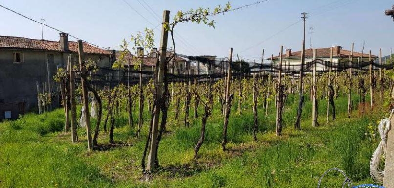 immobile VIGNETO ALL'ASTA IN VIA PERINE, VALDOBBIADENE (TV) - 1