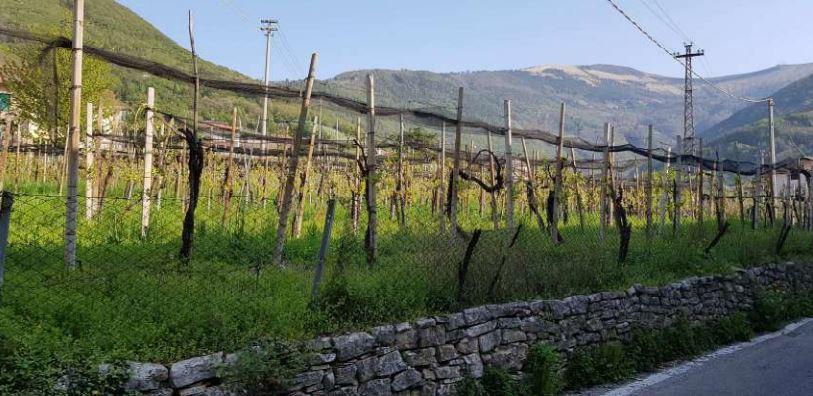 immobile VIGNETO ALL'ASTA IN VIA PERINE, VALDOBBIADENE (TV) - 2