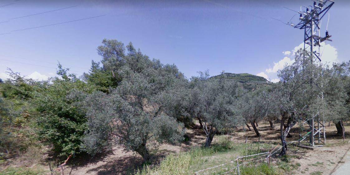 immobile TERRENO AGRICOLA ALL'ASTA IN VIA DEGLI ULIVI, OLEVANO SUL TUSCIANO (SA) - 2