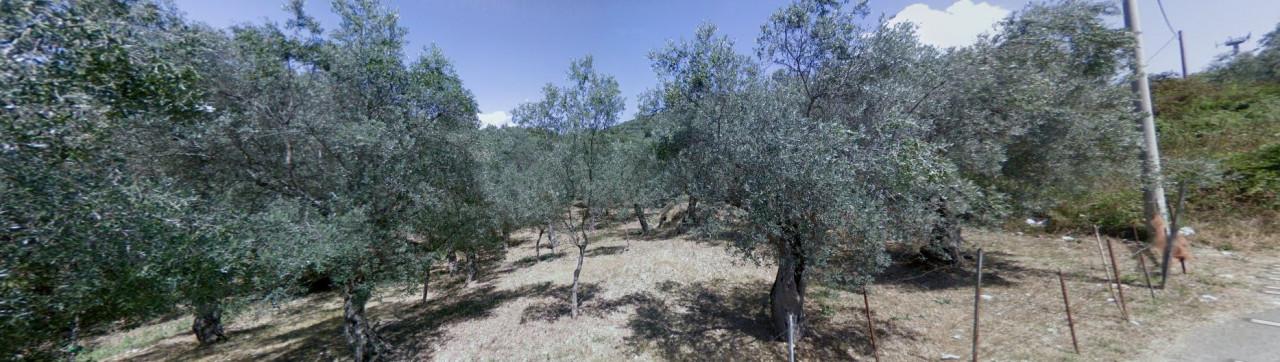 immobile TERRENO AGRICOLA ALL'ASTA IN VIA DEGLI ULIVI, OLEVANO SUL TUSCIANO (SA) - 3