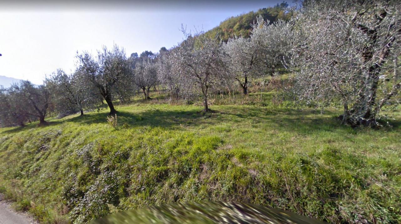 immobile TERRENO BOSCHIVO E ULIVETO ALL'ASTA IN VIA DEI PALAZZI, SERRAVALLE PISTOIESE (PT) - 4