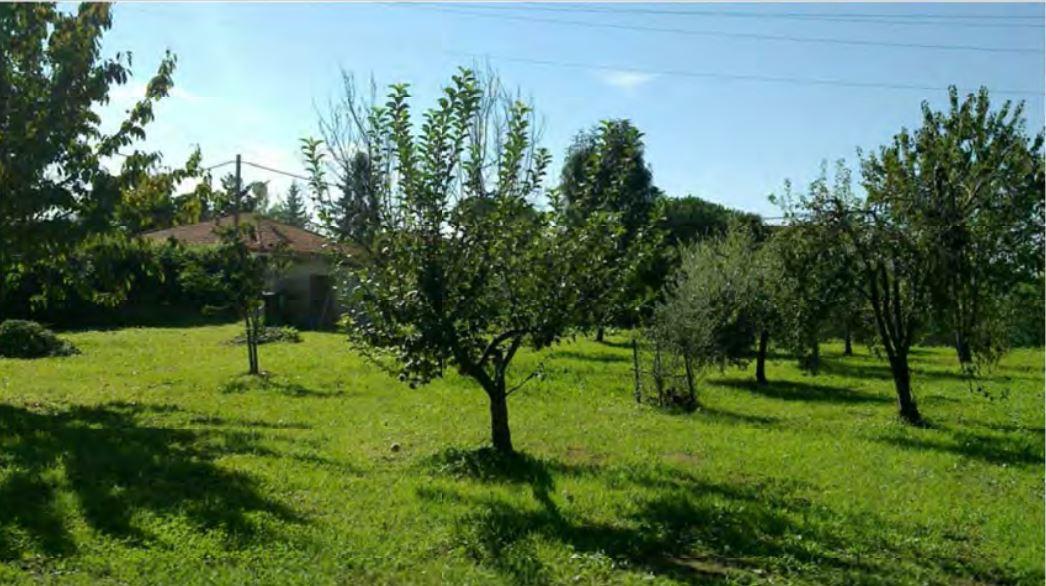 immobile TERRENO AGRICOLO ALL'ASTA IN VIA VIGNALETTO, LOCALITÀ MARASIO, CARRARA (MS) - 1