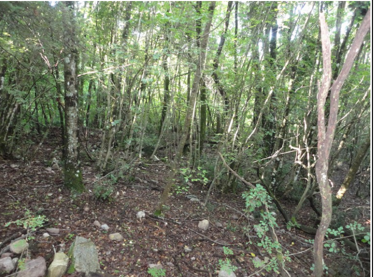 immobile AMPIO TERRENO ALL'ASTA IN LOCALITA' SASSOFORTINO, ROCCASTRADA (GR) - 1