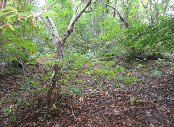 immobile AMPIO TERRENO ALL'ASTA IN LOCALITA' SASSOFORTINO, ROCCASTRADA (GR) - 2