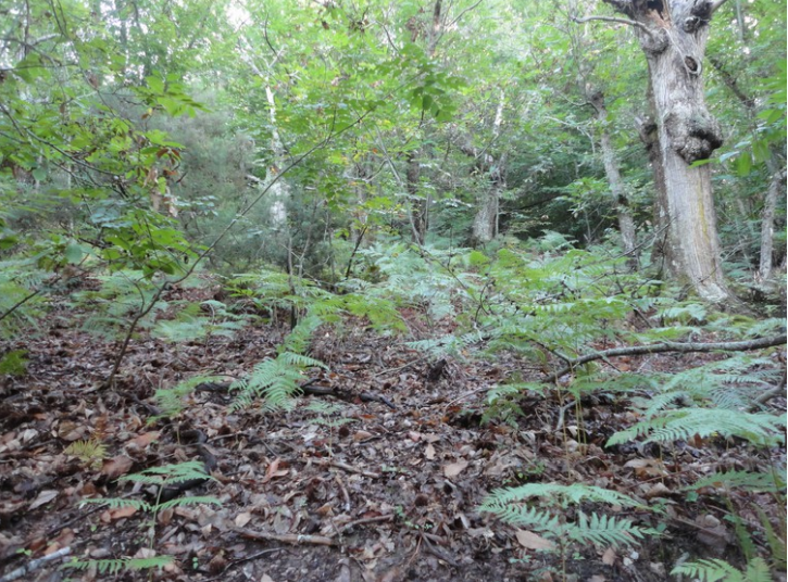 immobile AMPIO TERRENO ALL'ASTA IN LOCALITA' SASSOFORTINO, ROCCASTRADA (GR) - 3