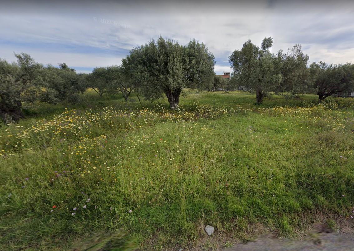 immobile TERRENO ALL'ASTA IN LOCALITÀ LENZI, SIDERNO (RC) - 2
