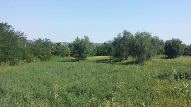 immobile TERRENO ALL'ASTA IN VIA ANTONIO DA MONTOLMO A CORRIDONIA (MC) - 2