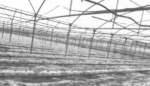 immobile TERRENO AGRICOLO ALL'ASTA IN CONTRADA FINAITI A S. CROCE CAMERINA (RG) - 5