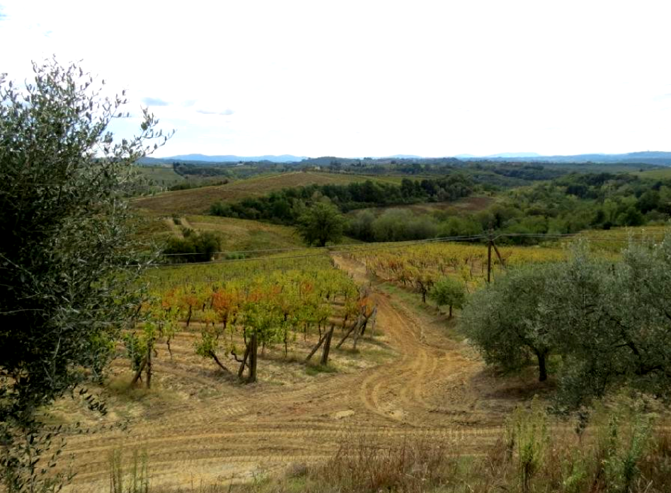 immobile APPEZZAMENTI DI TERRENO ALL'ASTA SITI A FIBBIANA-BAGNANO, 50052 CERTALDO (FI) - 3