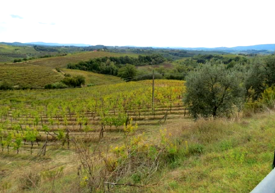 immobile APPEZZAMENTI DI TERRENO ALL'ASTA SITI A FIBBIANA-BAGNANO, 50052 CERTALDO (FI) - 4