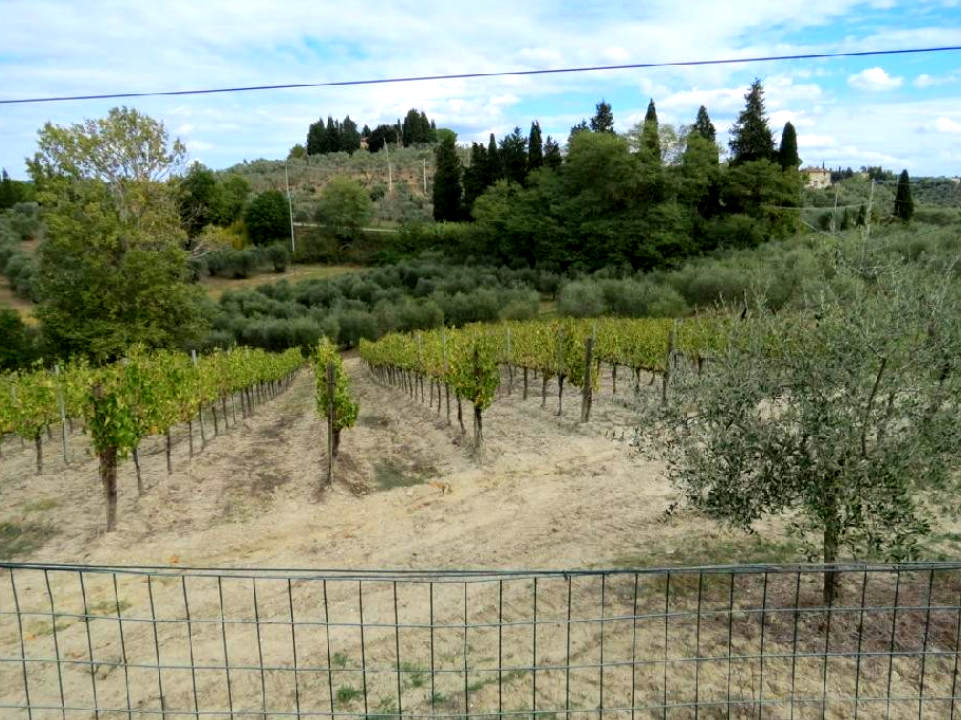 immobile APPEZZAMENTI DI TERRENO ALL'ASTA SITI A FIBBIANA-BAGNANO, 50052 CERTALDO (FI) - 5