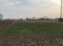 immobile TERRENO AGRICOLO IN VIA MOTTINELLO, COMUNE DI CITTADELLA (PD) - 1