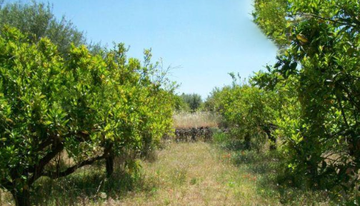 immobile APPEZZAMENTO DI TERRENO ALL'ASTA IN CONTRADA SCANNACAVOLI, SANTA MARIA DI LICODIA CT - 1