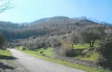 immobile TERRENI AGRICOLI E EDIFICIO AGRICOLO ALL'ASTA IN VIA LEONARDO DA VINCI, QUARRATA (PT) - 3