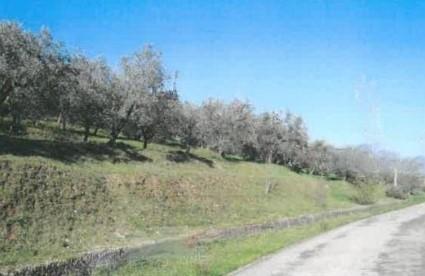 immobile TERRENI AGRICOLI E EDIFICIO AGRICOLO ALL'ASTA IN VIA LEONARDO DA VINCI, QUARRATA (PT) - 4