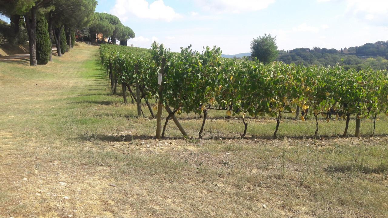 immobile TERRENI ALL'ASTA IN VOCABOLO SAN LITARDO, CITTA' DELLA PIEVE (PG) - 4