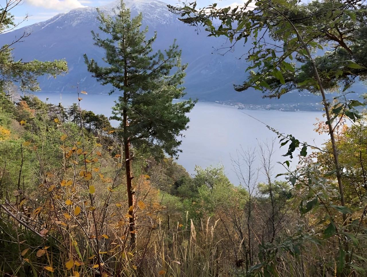 immobile TERRENO ALL'ASTA IN LOCALITÀ CAMPI, TREMOSINE SUL GARDA (BS) - 1