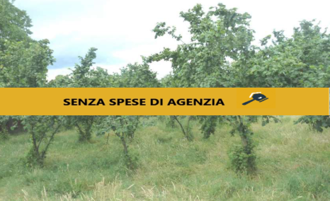 immobile TERRENO ALL'ASTA IN LOCALITA' SELVE VECCHIE, AIELLO DEL SABATO (AV) - 1