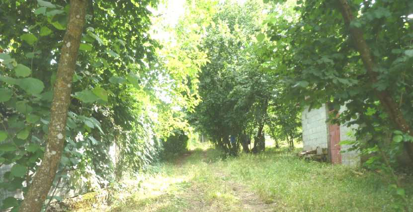 immobile TERRENO ALL'ASTA IN LOCALITA' SELVE VECCHIE, AIELLO DEL SABATO (AV) - 2