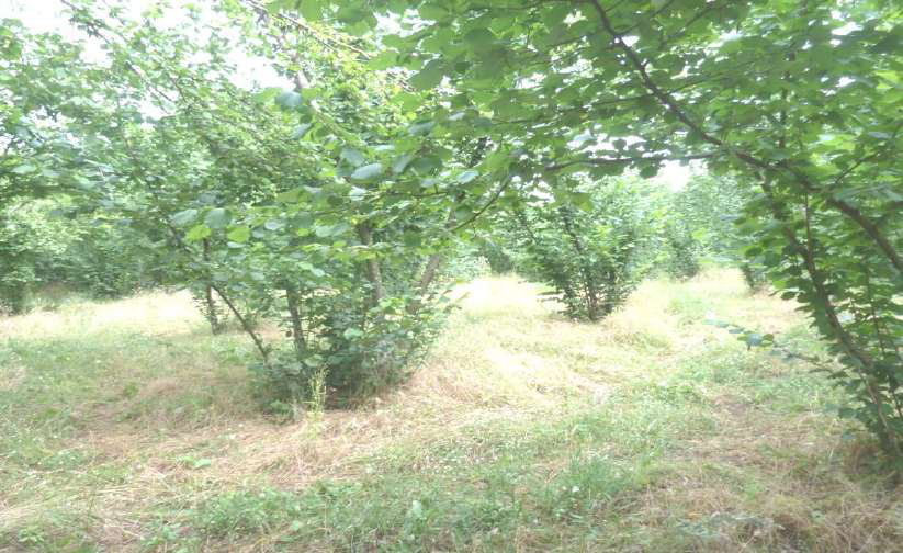 immobile TERRENO ALL'ASTA IN LOCALITA' SELVE VECCHIE, AIELLO DEL SABATO (AV) - 5